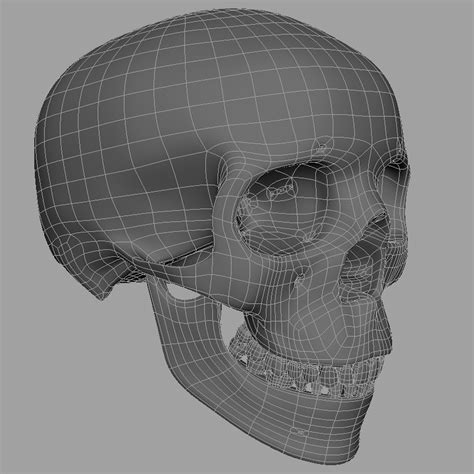 3d model human skull