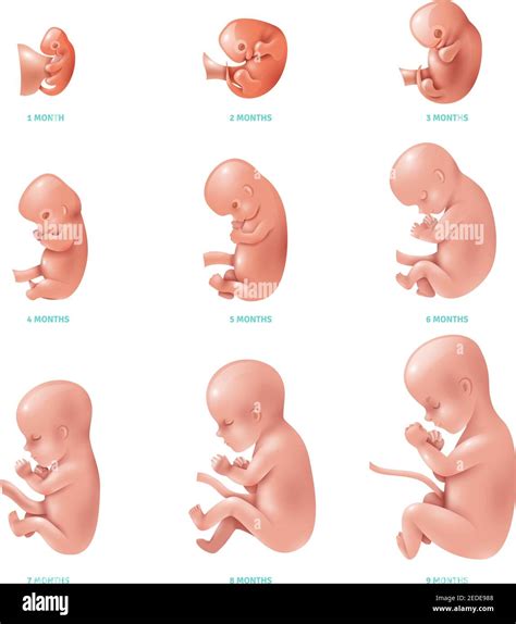Fetal growth Stock Vector Images - Alamy