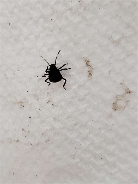 [MD, USA] small black bug about 2-3 millimeters long from antenna to ...