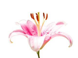 Image result for Flower Side View