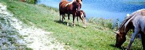 Image result for Horses Snuggling