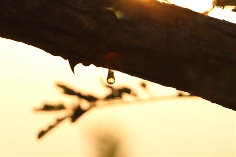 Image result for Trees Pulp