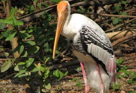 Alipore Zoological Garden, Kolkata Zoo