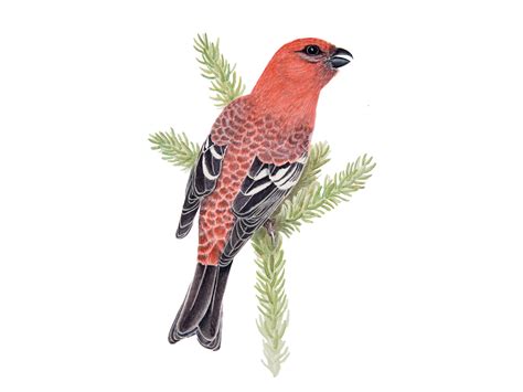 Watercolour natural history illustrations of common Yukon birds — mishfish