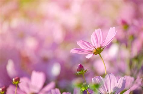 Image result for Pink Exploding Box