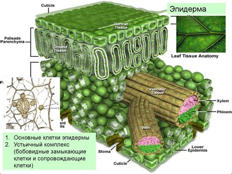 Покровные и механические ткани растения - online presentation
