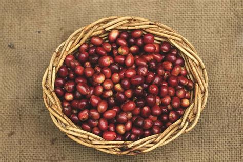 Image result for Java Sumatra Coffee Beans