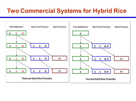 Two Line breeding of Rice - PPTX