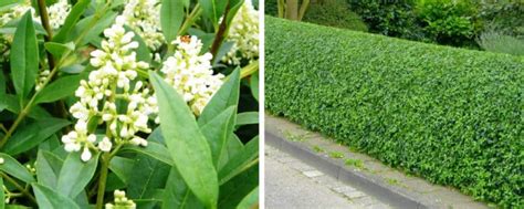 Image result for Privet Types