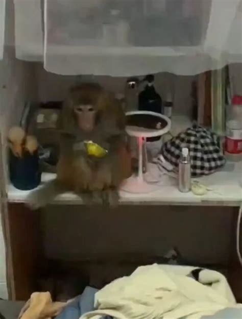 青岛这只猴是成精了吗！连吃带拿之后，还去了下一站！