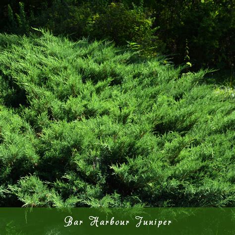 Best Types Of Juniper Shrubs For Stunning Gardens In 2026