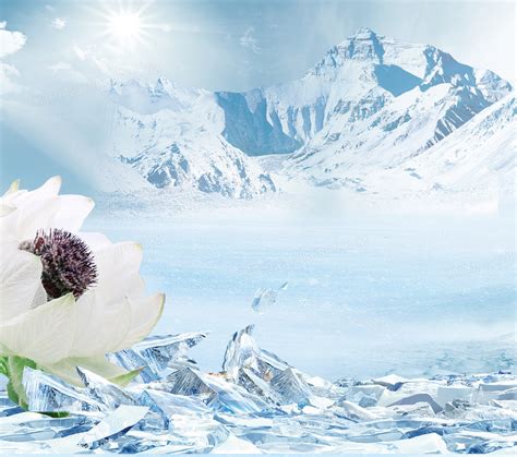 冰山上的雪莲花背景图片素材免费下载_熊猫办公