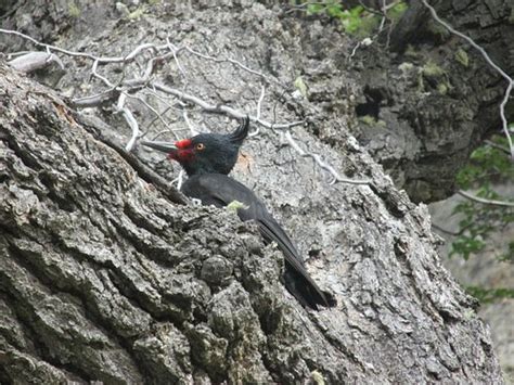 CONDOR DE LOS ANDES (El Chalten, Patagonia) - Hostel Reviews, Photos ...