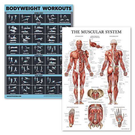 Body Muscle Exercise Chart 的图像结果