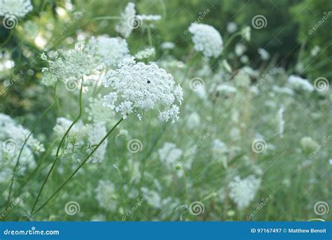 Queen Anne Lace Flower Series Stock Image - Image of pretty, annes ...