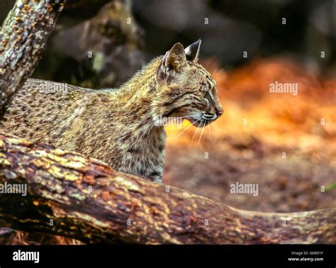 North American Bobcat At North Carolina Zoo Stock Photo - Alamy