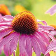 Weidenröschen - Schmalblättriges Weidenröschen – Epilobium ...