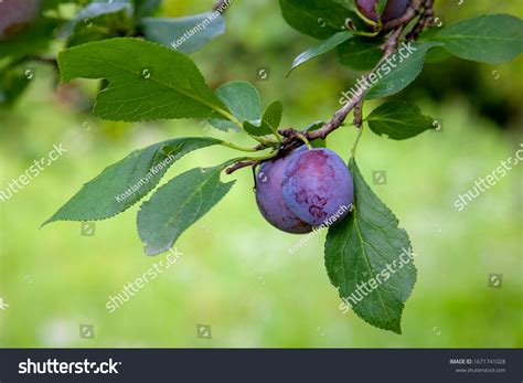 Flowering Plum Tree Leaves