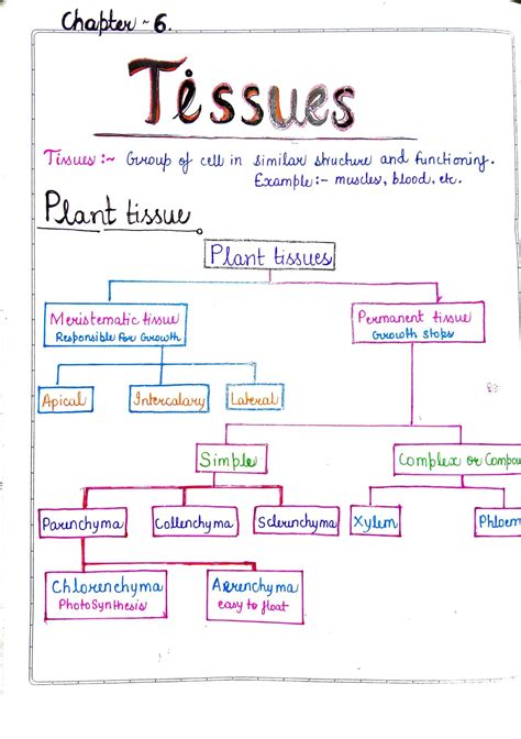 Image result for Tissues Class 9 Notes Byjus