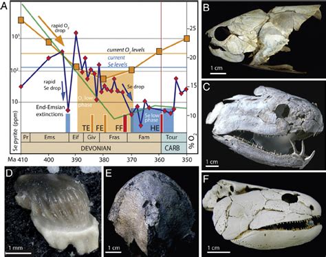 Late Devonian Extinction 的图像结果