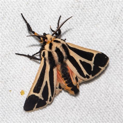 About Harnessed Tiger Moth - Maryland Biodiversity Project