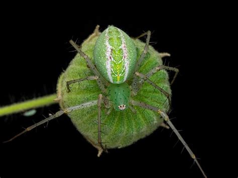 The World Of A Green Lynx Spider | Nature inFocus