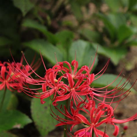 Red Spider Lily (Lycoris) - Facts, Meaning and Symbolism – A to Z Flowers