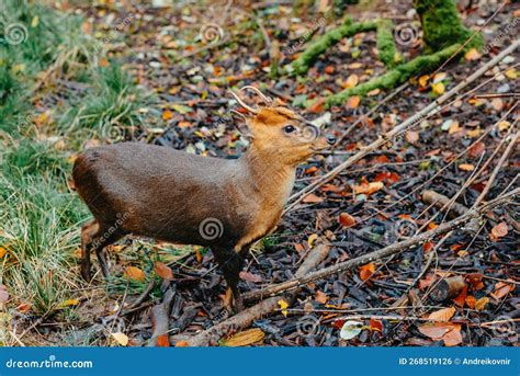 The Smallest Species of Deer in the World. Portrait in Landscape Format ...