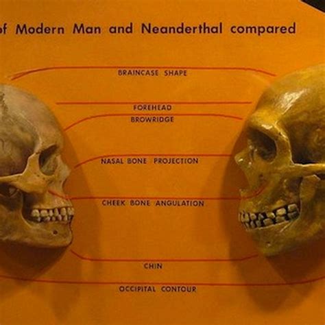 Image result for How Do Humans Mate Images