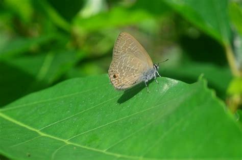 The Butterfly (And Moth) Effect