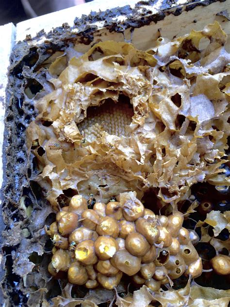 Stingless-bee hive. Just so weird and amazing! : r/Beekeeping