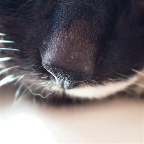 Solving the Mystery of Extremely Dry and Chapped Noses in Cats ...