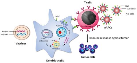 Design and Encapsulation of Immunomodulators onto Gold Nanoparticles in ...