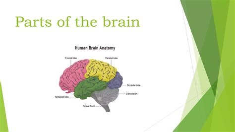 Brain Function 的图像结果