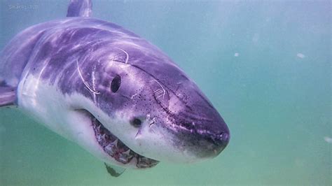 Video: 12-foot great white shark attacks and eats seal off Cape Cod