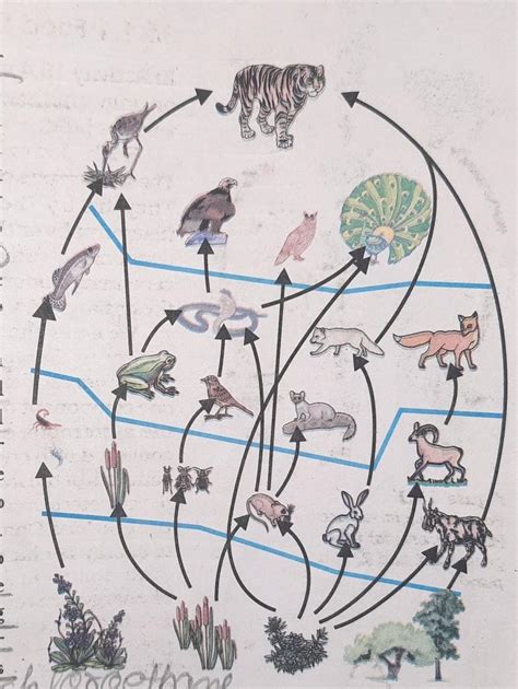 Prepare a chart showing interdependence of plants, animals and micro ...