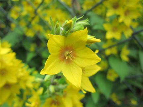 Free photo: Yellow flowers - Bloom, Bspo07, Droplets - Free Download ...
