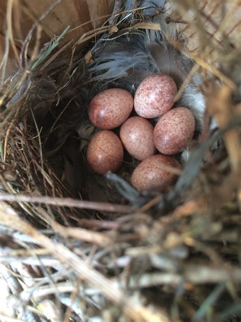 House Wren Eggs