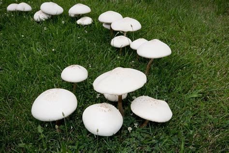 Why Are Mushrooms Growing In My Yard? Explained