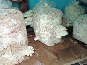 Arko Oyster Mushroom Spawn/Seeds Edible CO2 Variety 400g Seeds Seed ...