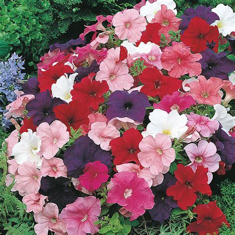 Petunia " Multiflora Mixed " Exotic 100 Flower Seeds – M-Tech Gardens