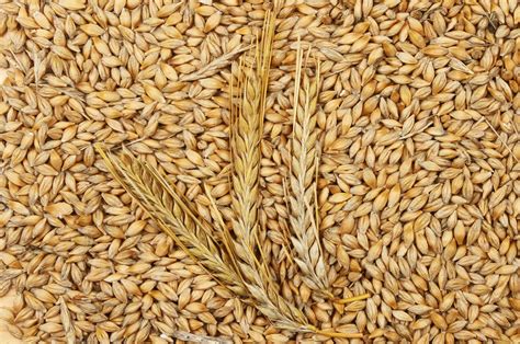 Barley grains and ears