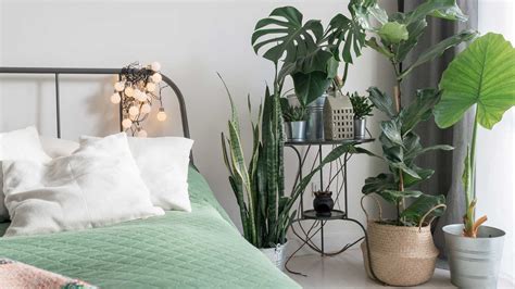 Bedroom Inspiration Plants at Rebecca Bowens blog