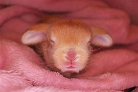 Image result for Funny Baby Bunnies