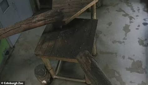 AMBIL SEKARANG