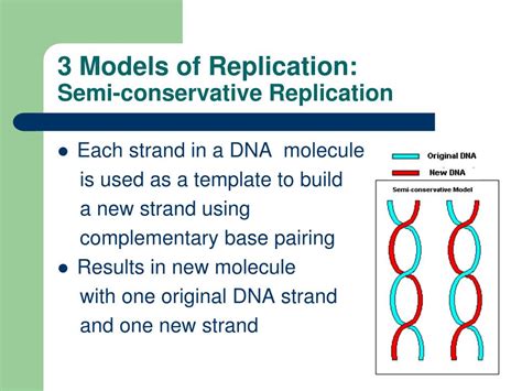 Models for DNA Replication 的图像结果