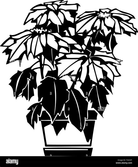 Poinsettia Plant Clipart Black And White