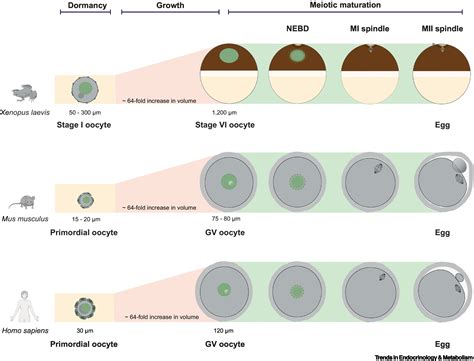 Mitochondrial morphology, distribution and activity during oocyte development: Trends in ...