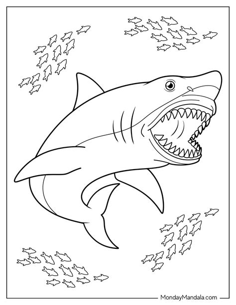 34 Shark Coloring Pages (Free PDF Printables)