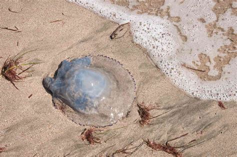 Jellyfish Sting: How To Treat It And How To Avoid Dangerous, 42% OFF
